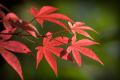 Kyoto - Red momiji leaves