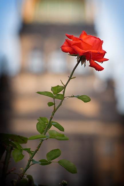 Rose in Prague