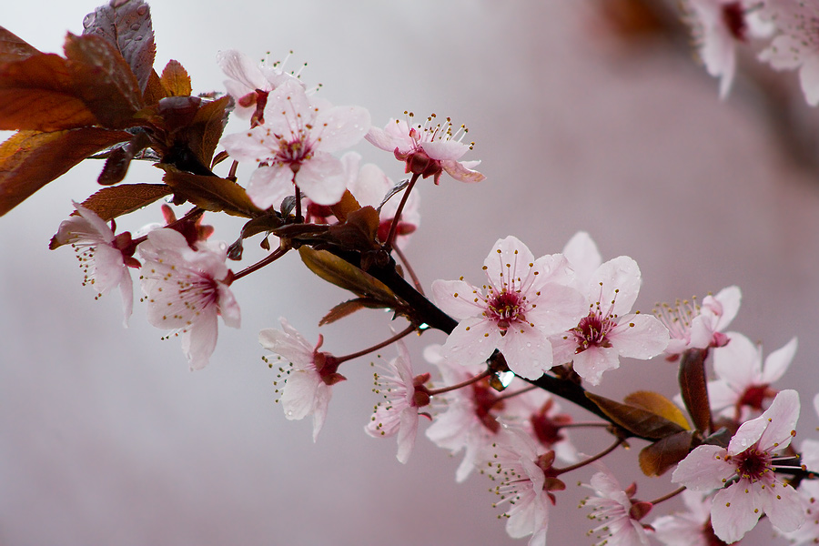 Cherry plum blossoms / Kvty mirabelnu