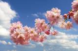 Sakura v květu