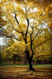 Stromovka - Podzim - Autumn